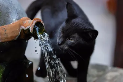 Guida all'acquisto: distributori automatici e fontanelle per animali